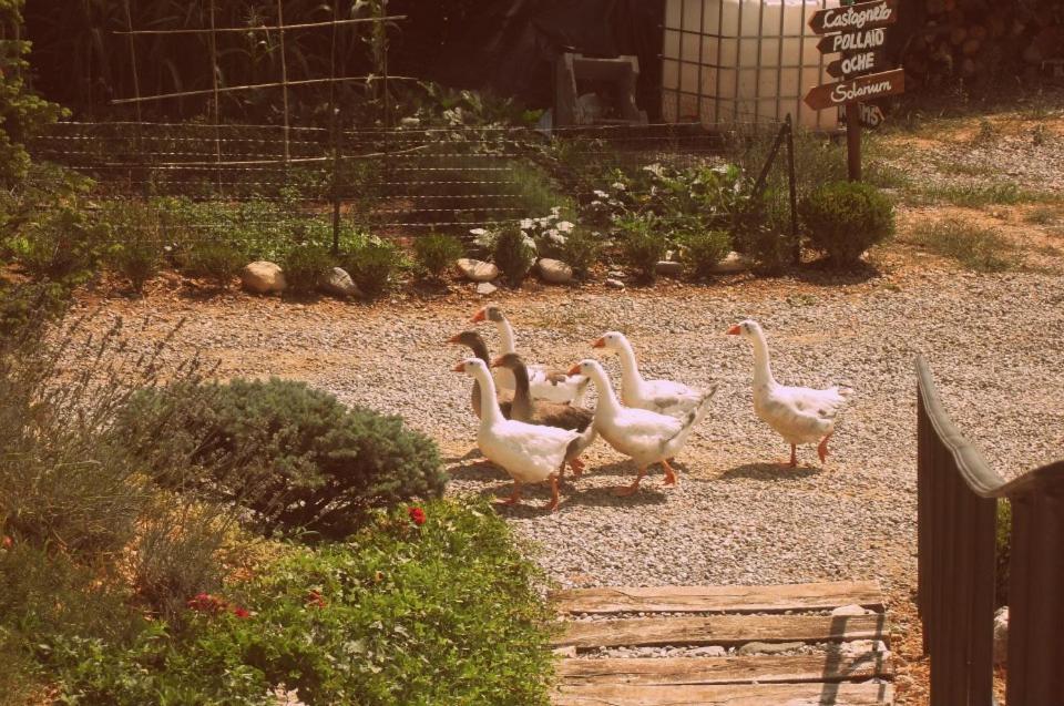 Agriturismo Al Robale Almenno San Bartolomeo Dış mekan fotoğraf